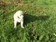 Preciosos cachorros de golden retriever