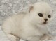 Regalo adorable de gatitos persas
