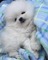 Regalo cachorros lulu pomeranian mini toy para su adopcion libre, - Foto 1