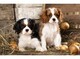 Regalo Cavalier King Charles cachorros - Foto 1