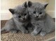 REGALO de british shorthair./// - Foto 1