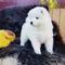 Samoyedo cachorros disponibles para regalo