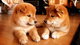 Shiba inu puppies ahora disponible para contacto de adopción