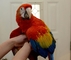 Tenemos una hembra guacamayo escarlata - Foto 1