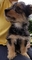 Terrier australiano probado solo para Stud - Foto 1