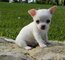 Vc Regalo cachorros de chihuahua mini toy vc - Foto 1
