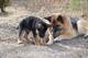 Vc Regalo Cachorros de pastor alemán de calidad - Foto 1