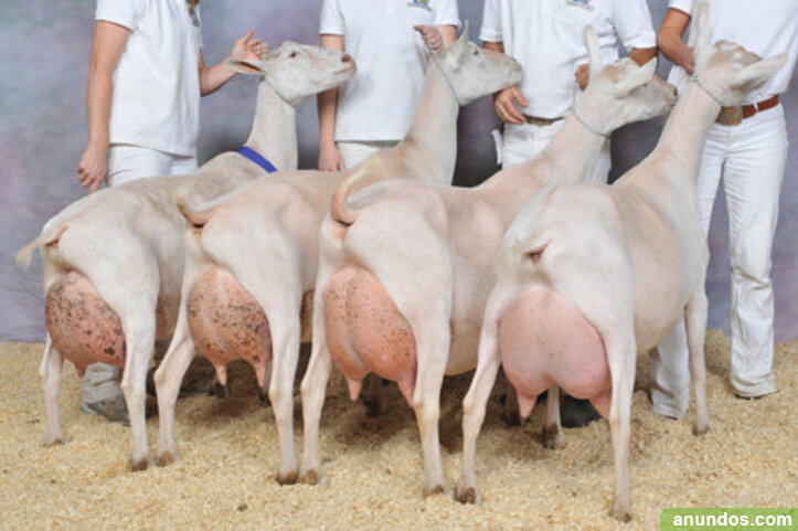 Goats листинг. Great Goats NFT.