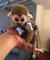 01Compre monos y bebés chimpancés como mascotas domésticas Lemur - Foto 1