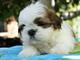 11regalo impresionate cachorros shih tzu