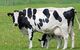 12cabritos de cabra, corderos, no, vaquillas, toros para la venta