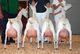1cabritos de cabra, corderos, no, vaquillas, toros para la ventap