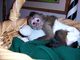 1Compre monos y bebés chimpancés como mascotas domésticas Lemur, - Foto 1