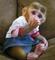 22compre monos y bebés chimpancés como mascotas domésticas lemur