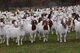 2cabritos de cabra, corderos, no, vaquillas, toros para la ventaP - Foto 1