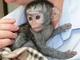 2compre monos y bebés chimpancés como mascotas domésticas lemur,