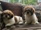 2regalo impresionate cachorros shih tzu