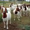 311cabras lecheras, vacas lecheras, ovejas lecheras en venta Pode - Foto 1