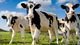 34cabras lecheras, vacas lecheras, ovejas lecheras en venta Podem - Foto 1