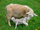 400cabras lecheras, vacas lecheras, ovejas lecheras en venta Pode - Foto 1