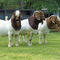 44cabritos de cabra, corderos, no, vaquillas, toros para la venta