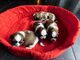 4Regalo impresionate cachorros Shih Tzu - Foto 1