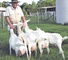 56cabras lecheras, vacas lecheras, ovejas lecheras en venta Podem - Foto 1