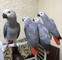 5Loros de mejor calidad y huevos fértiles para la venta Loros cri - Foto 1