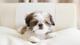 5regalo impresionate cachorros shih tzu