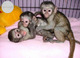61 lemur, bebés y monos chimpancés, bebés tití y bebés monos cap
