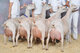 66cabras lecheras, vacas lecheras, ovejas lecheras en venta podem