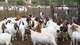 6cabritos de cabra, corderos, no, vaquillas, toros para la ventap