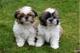 6regalo impresionate cachorros shih tzu