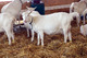 7cabritos de cabra, corderos, no, vaquillas, toros para la ventap