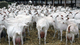 88cabras lecheras, vacas lecheras, ovejas lecheras en venta Podem - Foto 1