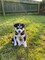 Akc registró cachorros de husky siberiano