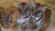 Auténticos cachorros de tigre bebés - Foto 1