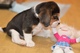 Beagle tricolor, con un buen - Foto 1