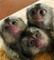 Bebé monos tití listos para casas nuevas de vida