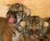 Bebés tigre machos y hembras