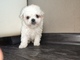 Bichon frise cachorros para la venta - Foto 1