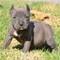 Buen hueso Pitbull blue - Foto 1