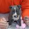 Buena cabeza american Pitbull blue - Foto 1