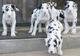 Cachorras con tres meses Regalo gran danes - Foto 1