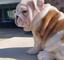 Cachorros bulldog inglés disponibles