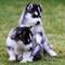 Cachorros de Husky Siberianos - Foto 1