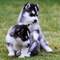 Cachorros de husky siberianos