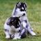 Cachorros de husky siberianos