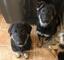 Cachorros de pastor alemán disponibles
