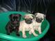 Cachorros de pug carlino